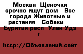 Москва! Щеночки срочно ищут дом - Все города Животные и растения » Собаки   . Бурятия респ.,Улан-Удэ г.